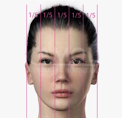 الصورة 1: نسب الوجه مقسومة على خطوط أفقية وعمودية