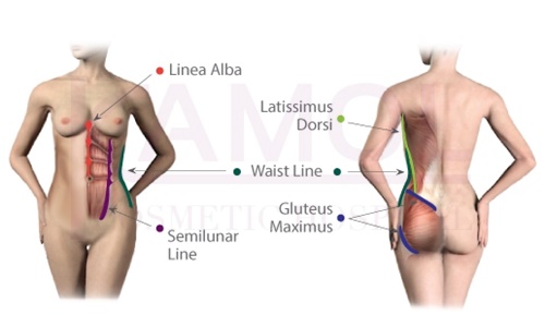 صورة 5. تظهر خط عضلات البطن عند الإناث.