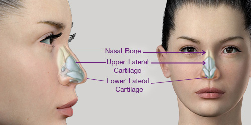 Shows anatomy of the nose